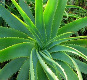 Read more about the article Aloe Vera: An Ancient Secret