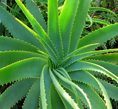 You are currently viewing Aloe Vera: An Ancient Secret