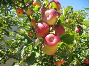 Read more about the article Apples and Health Benefits