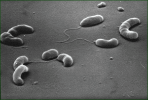 Read more about the article Cholera – Risks And Transmission
