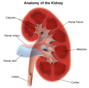 Read more about the article Herbal Diet For Kidney Disease