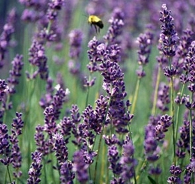 Read more about the article Lavender, Always At Your Service