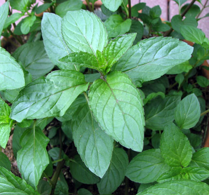You are currently viewing Miraculous Benefits Of Eating Mint