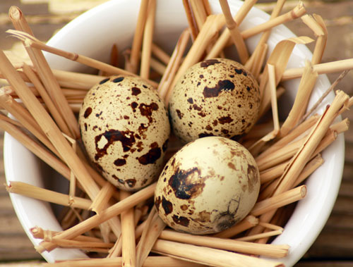 You are currently viewing Quail Eggs – Advice and Treatment