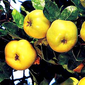 Read more about the article Quince Health Benefits
