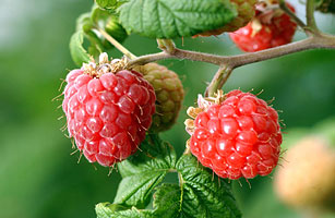 You are currently viewing Raspberry And Red Raspberry Leaf Treat Female Infertility