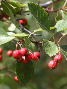 Read more about the article Hawthorn Fruit – Good For Everything.