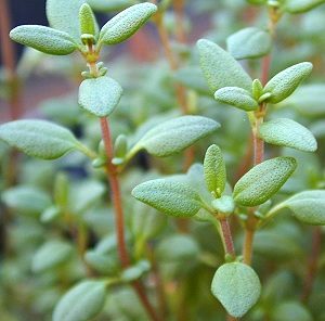 Read more about the article Thyme And Its Curative Properties