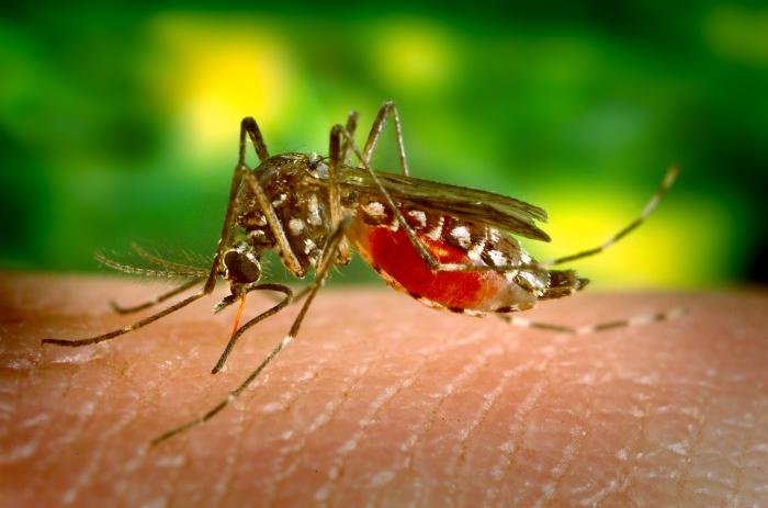 You are currently viewing West Nile Virus – Simptoms, Prevention And Treatment