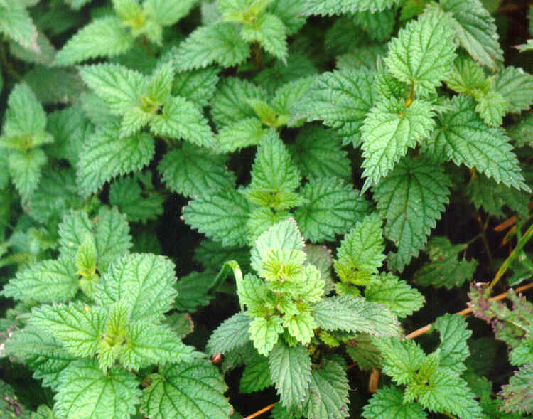 You are currently viewing Nettles – Useful Therapeutic Indications