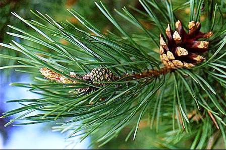 You are currently viewing Natural Remedies With Fir-Tree