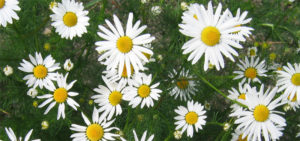 Read more about the article Chamomile –  Benefits, Side Effects and Useful Tips