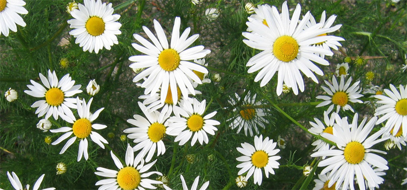 You are currently viewing Chamomile –  Benefits, Side Effects and Useful Tips