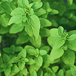Read more about the article Marjoram – Treatment and Cures With Marjoram Plant