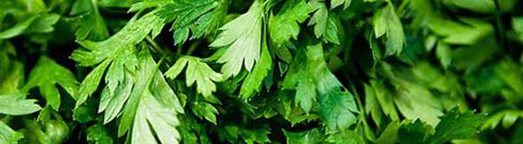 You are currently viewing Parsley – A Herbal Remedy, Therapeutic Indications