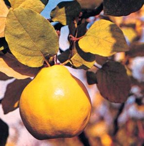 Read more about the article Quinces – Therapeutic Values and Natural Remedies