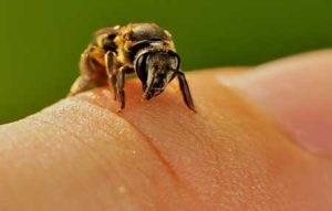 Read more about the article Bee Venom Therapy – Treatment For Various Diseases