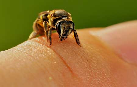 You are currently viewing Bee Venom Therapy – Treatment For Various Diseases