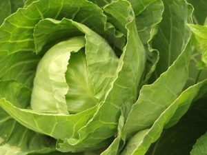 Read more about the article Cabbage Juice – Therapeutic Indications