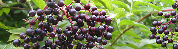 You are currently viewing Elderberry (Sambucus nigra) – Natural Health Remedies
