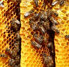 Read more about the article Treating Spring Specific Diseases With Propolis