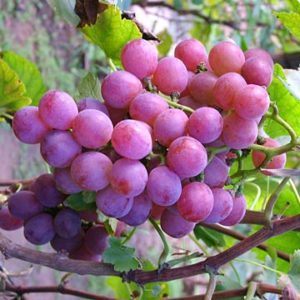 Read more about the article Weigh Loss Cures and Other Health Remedies With Grapes