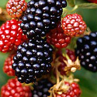 You are currently viewing Blackberries – Rich in Antioxidants, Allies of Women