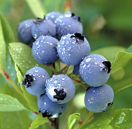 You are currently viewing Blueberries and Their Importance for Health