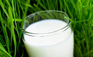 Read more about the article Milk for Health