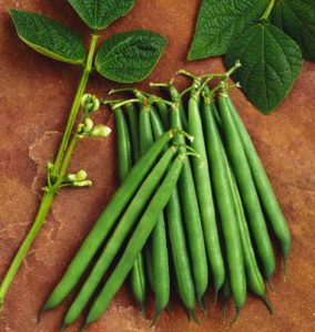 Read more about the article Green Beans, Health For The Body