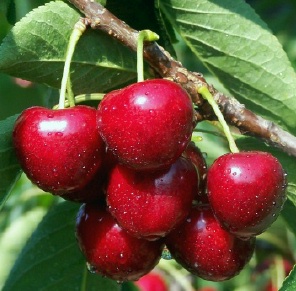 Read more about the article Sweet Cherries – Natural Source of Health