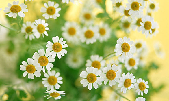 Chamomile - Benefits, Side Effects And Useful Tips | BrightHealing.com