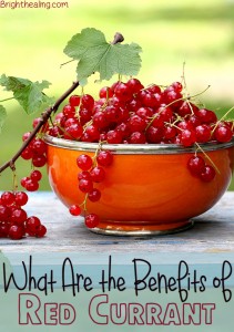 Read more about the article What Are the Benefits of Red Currant?