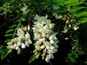Read more about the article Acacia Flowers Health Benefits