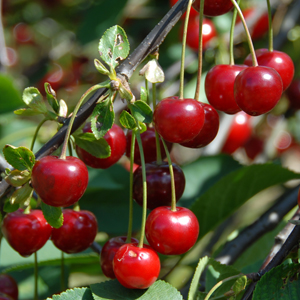 You are currently viewing Health Benefits of Cherries – Good For Weight Loss and Prevents Aging