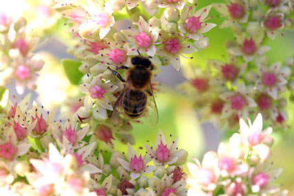 You are currently viewing Health Benefits of Bee Pollen – What Should You Know About Pollen