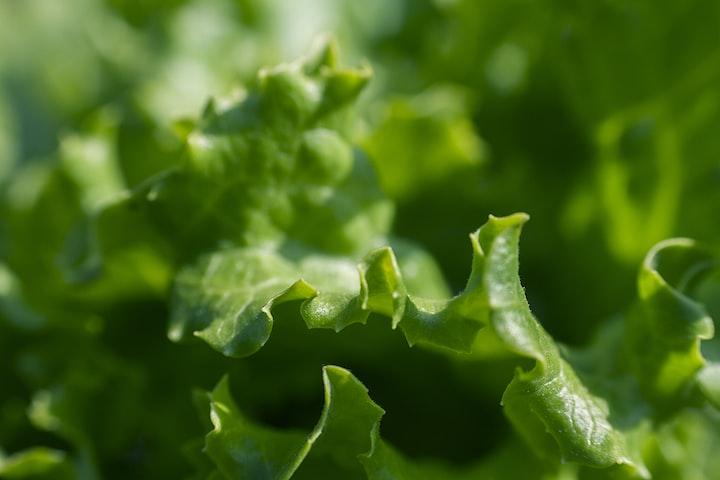 leafy greens