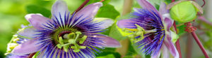 Read more about the article Passion flower – Natural Soothing For the Daily Stress