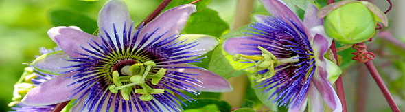 You are currently viewing Passion flower – Natural Soothing For the Daily Stress