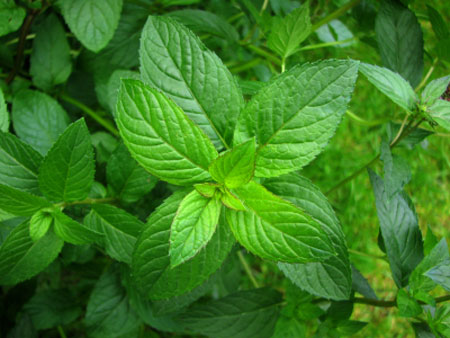 Peppermint for joint pain