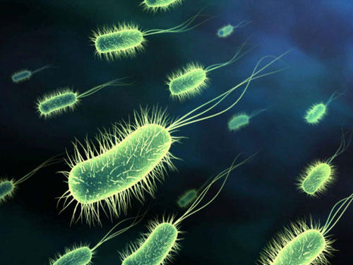 You are currently viewing Probiotics – “Friendly Bacteria”