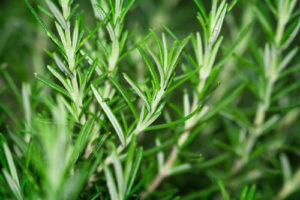Read more about the article Rosemary Stimulates Memory and Learning