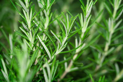 You are currently viewing Rosemary Stimulates Memory and Learning